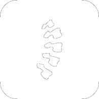 spine
